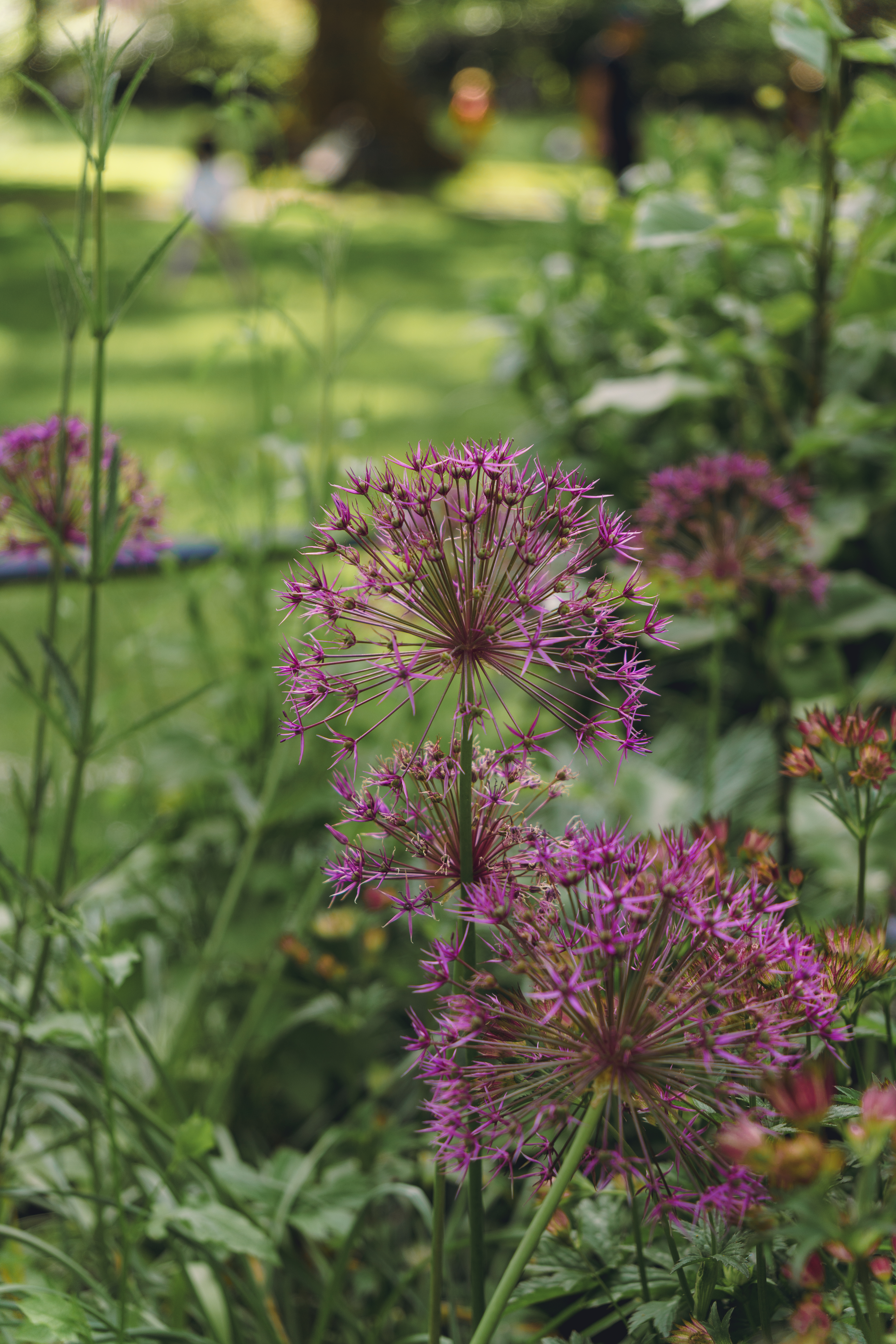 A Bunch Of Allium (Star of Persia)